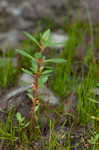 Lowland rotala